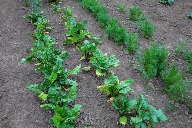 年轻的甜菜和胡萝卜在松软的土壤中整齐地生长。照片传达了农业的氛围和新鲜蔬菜生长的过程。图片下载