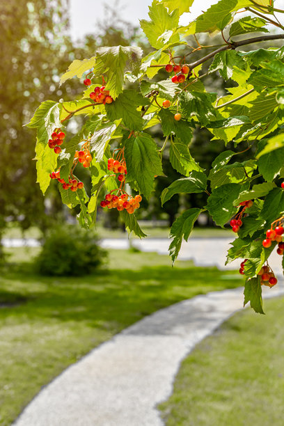 一枝带有红色浆果的西洋忍冬，竖版照片图片下载