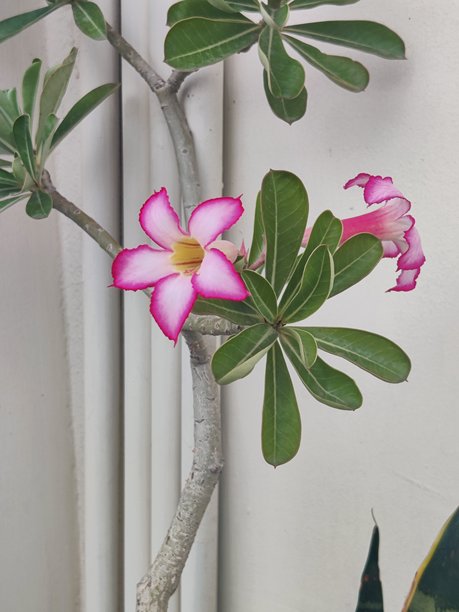 盛开的粉色沙漠玫瑰 - 高清库存照片图片下载