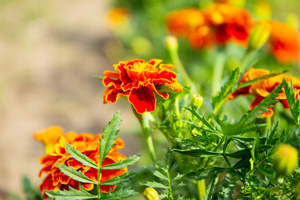 花园中柔焦的橙色万寿菊花照片图片下载