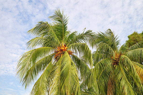 棕榈树与天空的照片。图片下载