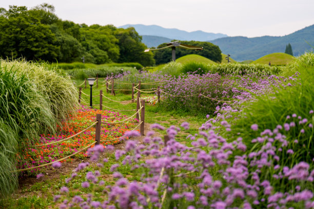 春天盛开的紫色马鞭草花田乡村风景照片。图片下载