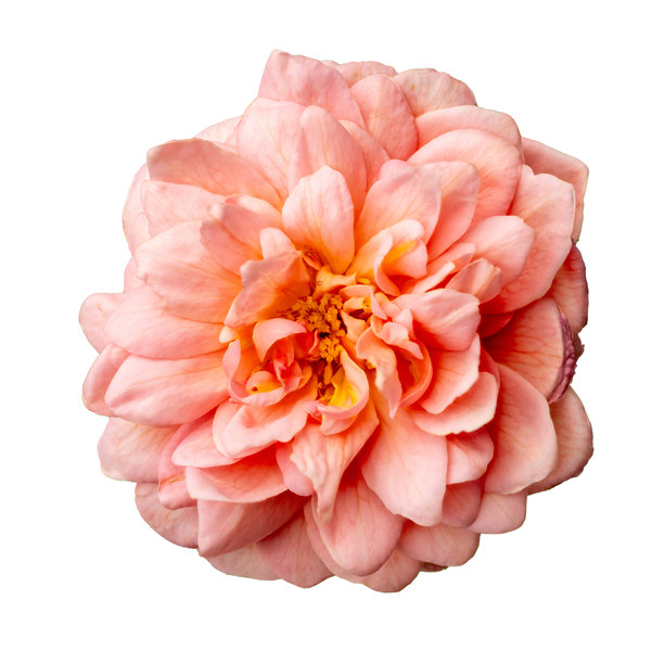 高分辨率相机拍摄的白色背景上的玫瑰冰鸟照片，采用了焦点堆叠技术。图片下载