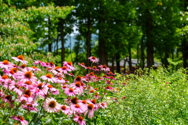 初夏盛开的粉色紫锥花风景照片图片下载