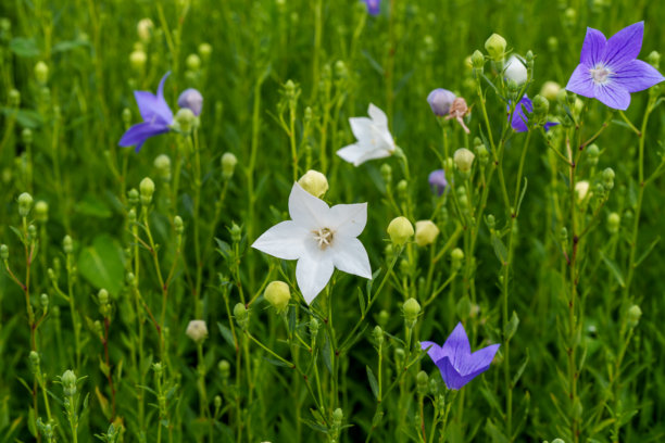 春天盛开的白色气球花特写照片。图片下载