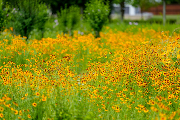 一幅早夏时节盛开的黄色金盏花田野风景照片。图片下载