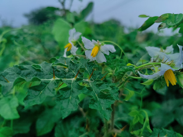 小树枝上鲜艳绿色叶子的特写照片图片下载