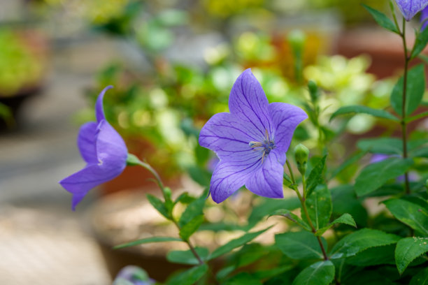 春天盛开的紫色气球花特写照片。图片下载