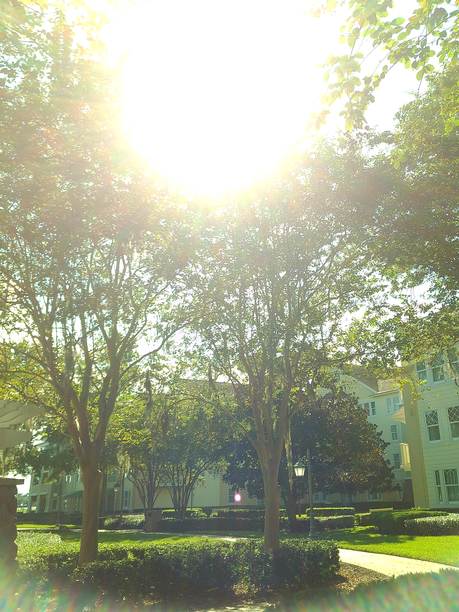 2025年夏季在佛罗里达中部户外郁郁葱葱的植物和树木的胶卷照片图片下载