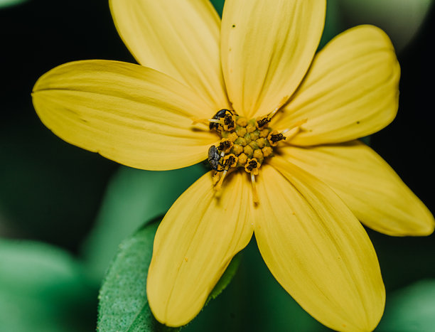 花朵象鼻虫在植物上取食的特写微距照片图片下载