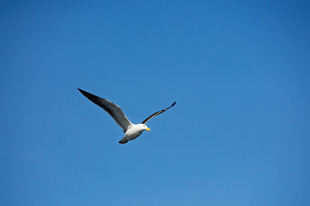 一只美丽的太平洋鸥（Larus pacificus）在蓝天上优雅地滑翔，翅膀展开。照片拍摄于南澳大利亚海岸。图片下载