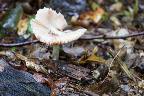 一朵带有淡粉色波纹帽的蘑菇特写，生长在覆盖着湿叶和树枝的森林地面上。这张照片展示了野生真菌的脆弱与美丽。图片下载