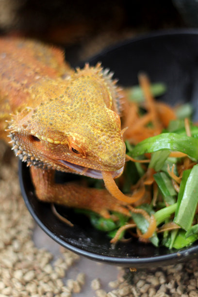 胡须龙吃蔬菜和虫子的特写照片，细致的特写展示了一只胡须龙蜥蜴专注地观察一只昆虫和虫子。图片下载