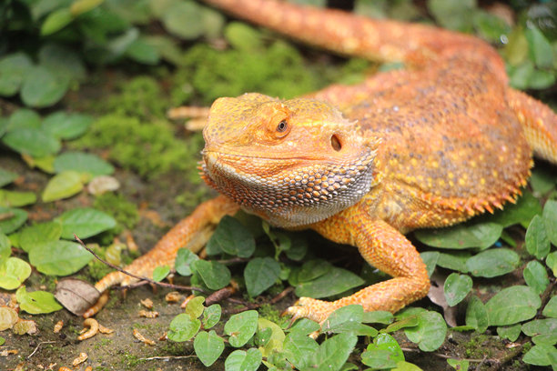 胡须龙吃蔬菜和虫子的特写照片，胡须龙仔细观察昆虫和虫子的详细特写。图片下载