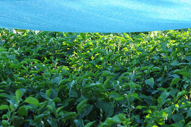 在遮阳网下生长的辣椒幼苗。特写照片。图片下载