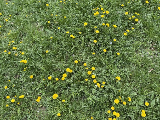 年轻的黄色蒲公英在模糊的绿色背景上拍摄的照片图片下载