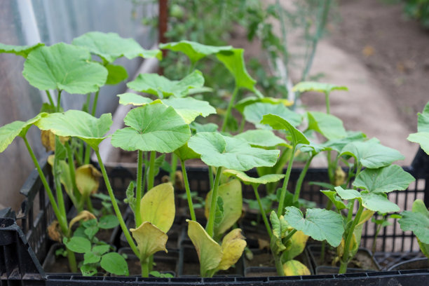 南瓜或西葫芦幼苗，带有大绿叶，放在塑料箱中，准备种植。这张照片传达了耕作过程、季节准备和对未来丰收的期待。图片下载