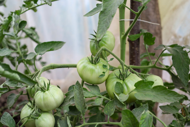 这张照片展示了密集叶子间，年轻绿色番茄在藤上成熟的特写镜头。照片传达了新鲜感、丰收的期待以及有机花园的生机。图片下载