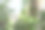 这张照片展示了密集叶子间，年轻绿色番茄在藤上成熟的特写镜头。照片传达了新鲜感、丰收的期待以及有机花园的生机。图片下载