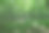 一片高大树木和浓密绿色草坪的森林，树冠下的景象。这张照片非常适合与自然、生态、户外活动和林业相关的项目。图片下载