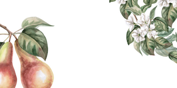 矩形框架，角落装饰有梨树枝和水果。孤立的水彩水果插图，适用于产品线设计、厨房用品设计、季节性菜单、明信片、纺织品等。图片下载