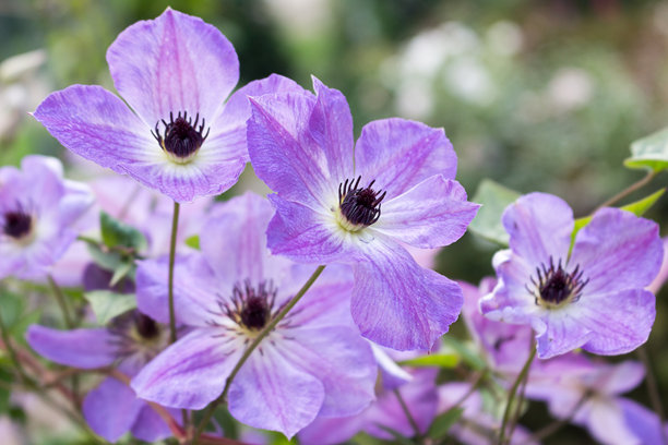 铁线莲，夏季开花的灌木植物，蓝紫色的夏季花朵从六月开放至九月，照片图像图片下载