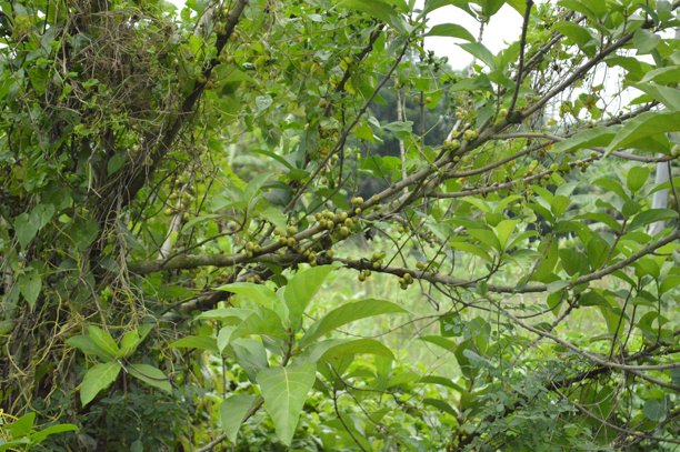树枝上鲜艳绿色叶子的特写照片图片下载