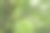 树枝上鲜艳绿色叶子的特写照片图片下载