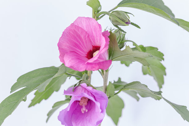 白色背景上的木槿花绽放与生长的照片。盛开的百合花，木槿花蕾。图片下载