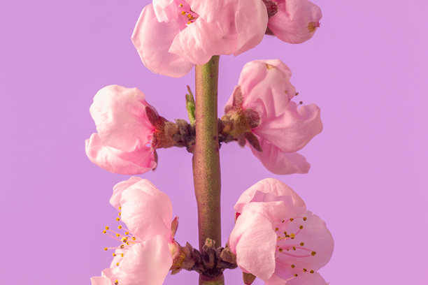 桃花在紫色背景下盛开的照片，横向格式。春天的桃树花朵照片。图片下载