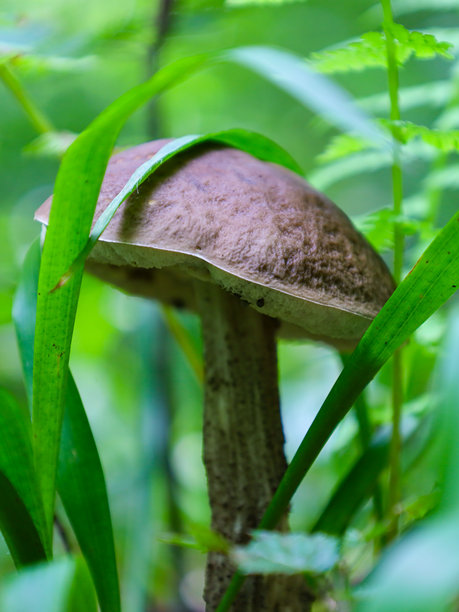 一张近距离拍摄的桦树牛肝菌在茂密森林绿植中生长的照片。此图传达了森林神秘的氛围，强调了自然之美。图片下载