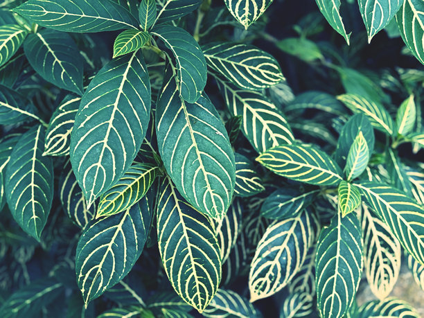 绿色叶子背景 - 复古效果风格的图片。特写镜头图片下载