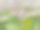 新鲜绿色叶子的特写照片，展示了叶子的纹理细节图片下载