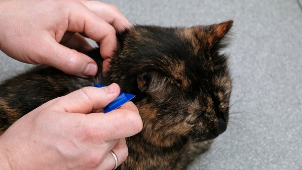 主人使用驱虫滴剂为猫咪治疗跳蚤。宠物预防蜱虫。猫咪毛发呈毛茸茸的玳瑁色。一个装有药物的蓝色水泡。一个寄生虫滴剂的管子。高质量照片。图片下载