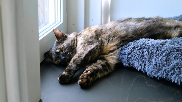 毛茸茸的玳瑁猫在窗台上睡觉。家养动物的生活。控制局势的概念。侧面看向镜头。高质量照片。图片下载