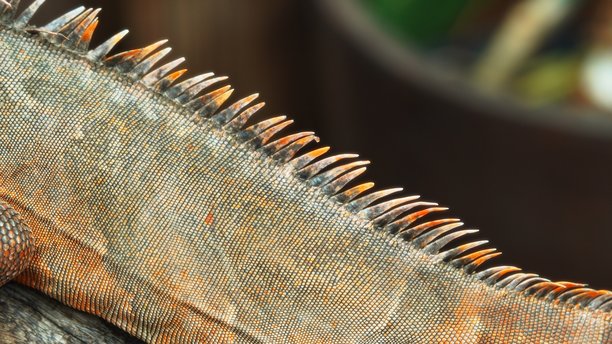 橙色鬣蜥的刺状背鳍的特写照片，突显其复杂的纹理和鲜艳的爬行动物鳞片颜色。图片下载