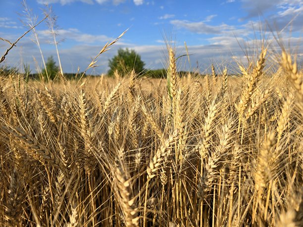 这张照片展示了金色麦穗的细致特写，清晰可见每一颗谷粒和细腻的外壳。图片下载