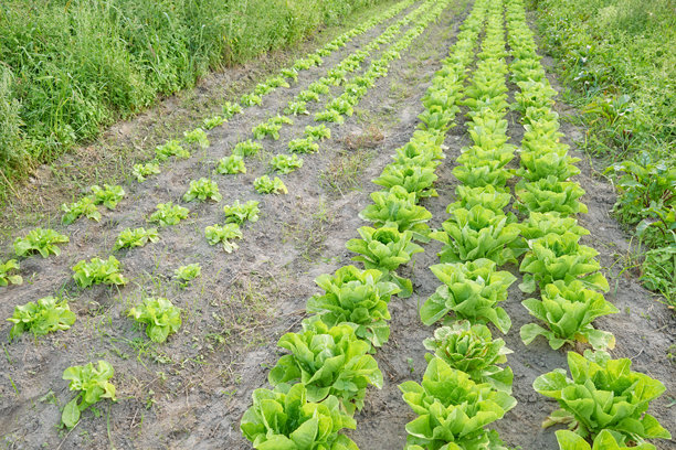 有机蔬菜农场的照片。图片下载