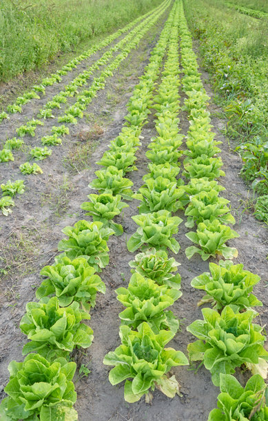 有机蔬菜农场的照片。图片下载