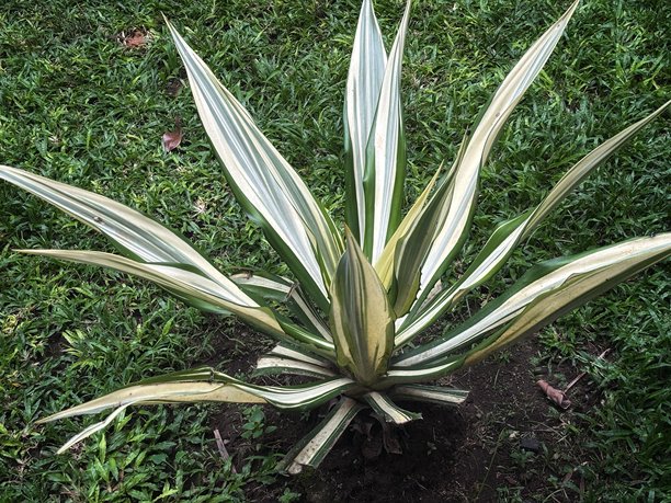 这张图片是一个尖叶植物的特写，可能是龙舌兰的一种。它的长尖叶呈现出独特的绿白或奶油色条纹图案，排列成玫瑰花状。图片下载