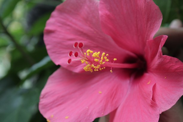 喇叭花特写照片图片下载