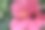 喇叭花特写照片图片下载