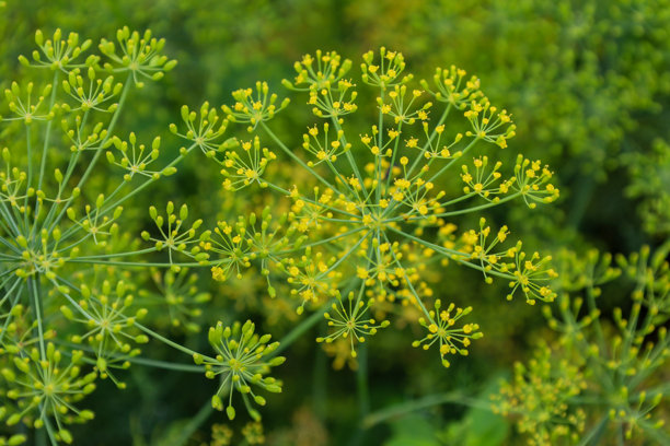 盛开的莳萝，黄色花伞和鲜绿色的茎在模糊的背景中格外显眼。照片传达出一种清新、夏季和自然的感觉。图片下载