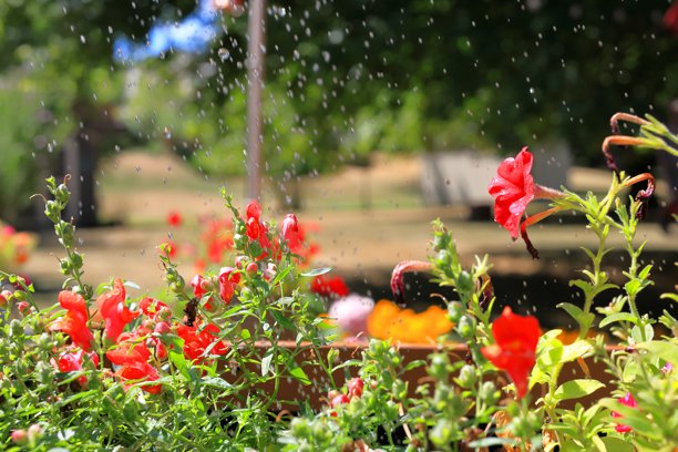 鲜艳红花的特写照片，正在浇水。图片下载