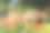 鲜艳红花的特写照片，正在浇水。图片下载