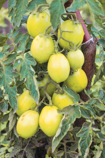 一棵番茄灌木上挂满了大型绿色果实，周围环绕着叶子。照片传达了一种期待和自然生长的氛围。图片下载