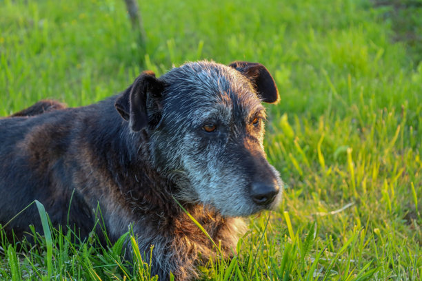 一只老旧的灰黑色狗躺在绿草上，沐浴在温暖的阳光下。它平静的目光和灰色的嘴巴突显了年龄和智慧。这张图片非常适合表现忠诚、衰老和宠物的主题。图片下载