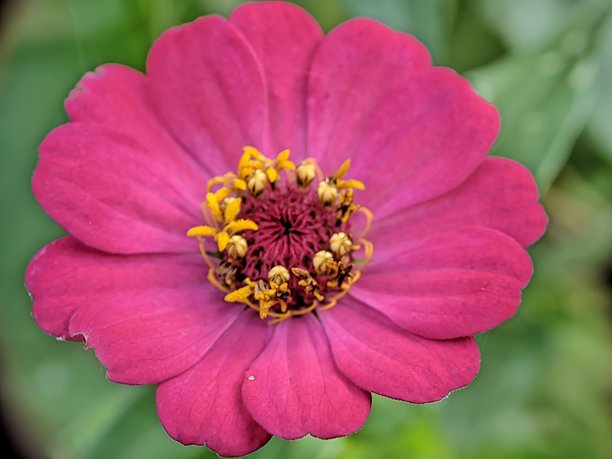 野生自然生长的花朵特写照片图片下载