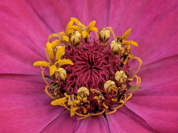野生自然生长的花朵特写照片图片下载