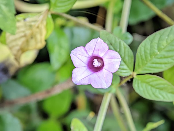 野生自然生长的花朵特写照片图片下载